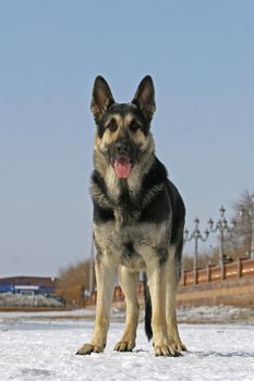 Standing east shepherd dog