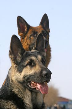 Shepherd dog portrait