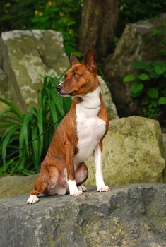 red dog sitting on stone







The Basenji is a breed of hunting dog that was bred from stock originating in central Africa.