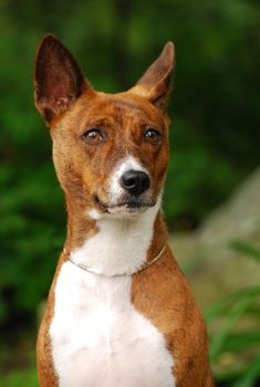 The Basenji is a breed of hunting dog portrait