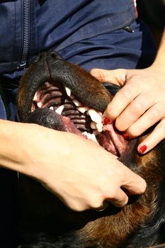 Dogs teeth veterinary exam by womans hand
