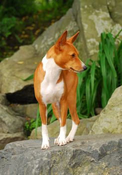 Red basenji dog
