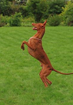 Dancing dog, pharaoh hound