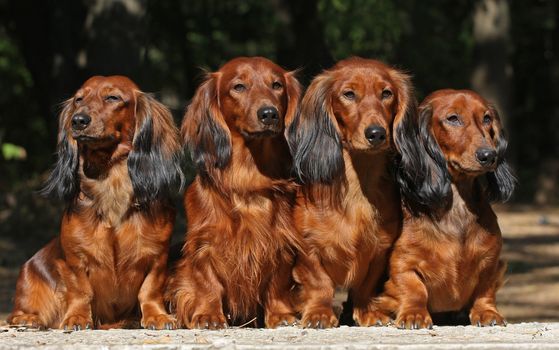 Four red Dachshund dogs sitting together