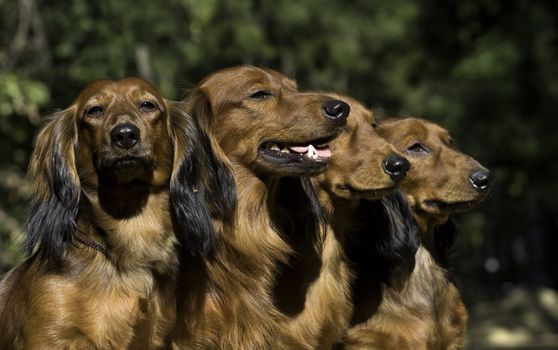 Four red Dachshund dogs sitting together 