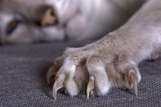 Largely cat's paw with the extended claws