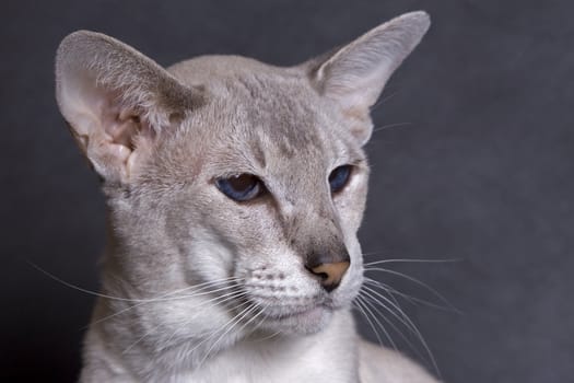 Siamese face on a dark gray backgroung