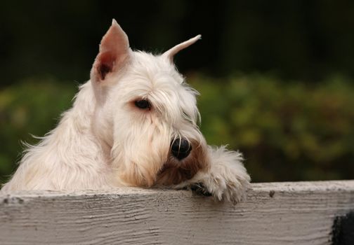 Whote dog on back of bench