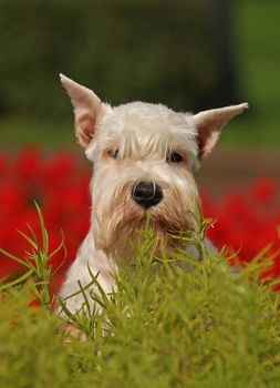 White dog in garden