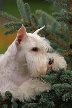 White dog in fur tree