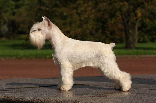 Standing of white schnauzer dog