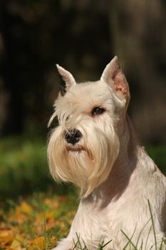 The portrate of white dog on green 