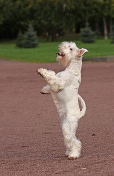 White dog in parck on back legs
