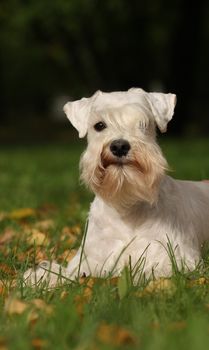 The portrate of white dog on green