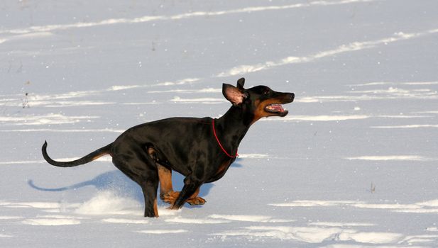 ypung Doberman dog running in deep snow