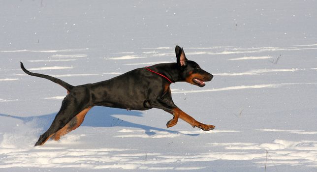 ypung Doberman dog running in deep snow