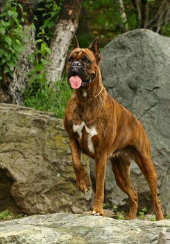 Boxer dog in stones garden