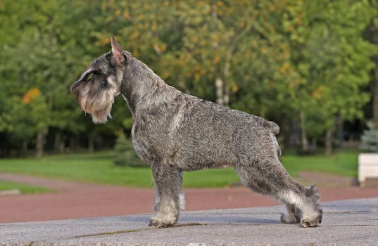 Standing of black and silver schnauzer