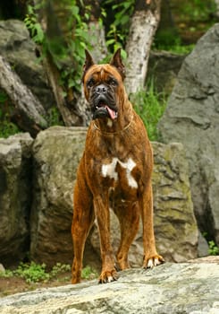 Boxer dog in stones garden