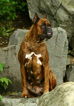 Boxer dog in stones garden