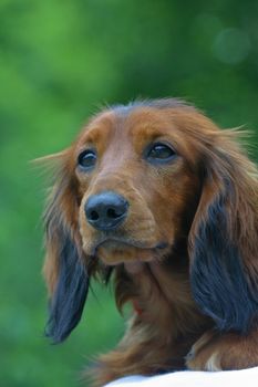 Red longhire Dachshund dog clouse up portrate