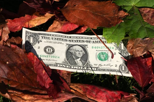 One dollar bills sitting on a fall leaf background, money