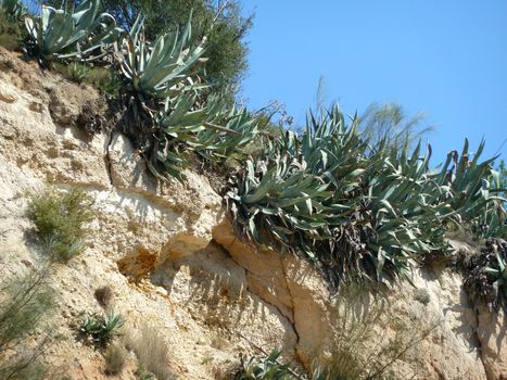 aloe vera plants growing in the wild