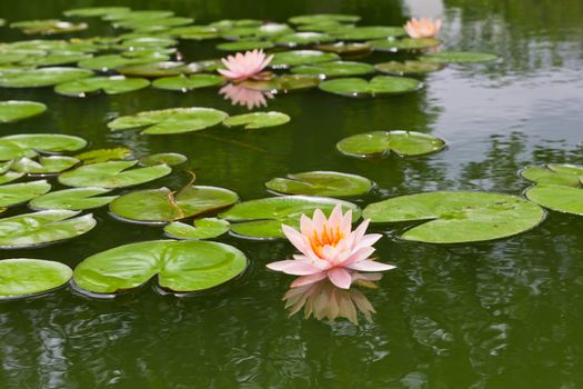 pink water lily and leaf in pond