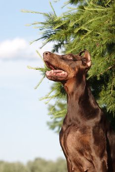 Old dobermann dog sitting above fur tree