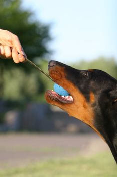 Dobermann puppy pulling a boll from owners hand