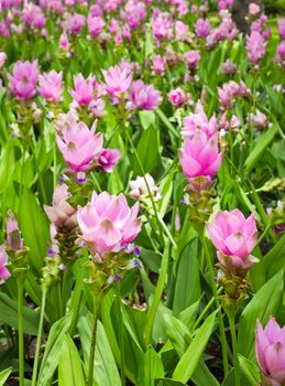 field of siam tulip flowers
