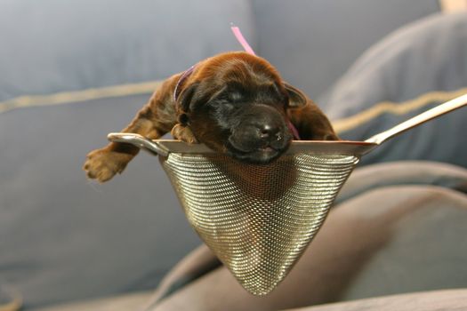 Blind puppy is in a metall strainer