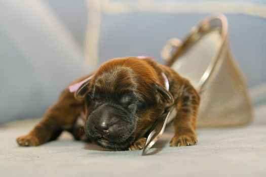 Blind puppy is in a metall strainer