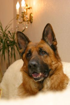 German shepherd dog lying on a white sofa