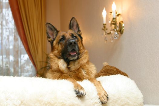 German shepherd dog lying on a white sofa