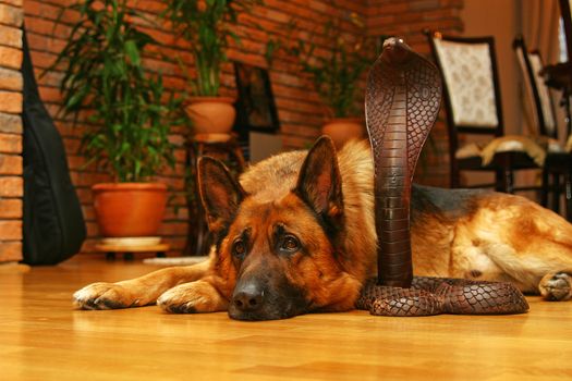 German shepherd dog above wooden snake