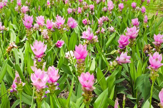 field of siam tulip flowers