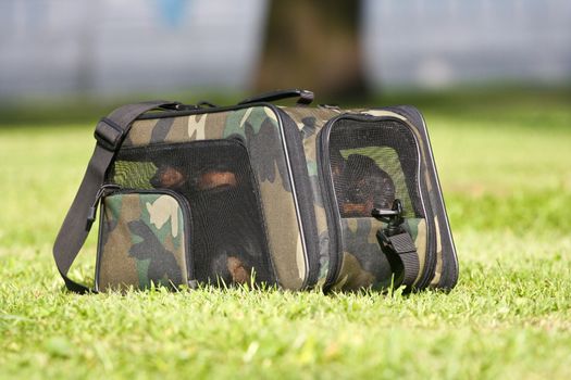 Four dogs in a green carrying bag on a grass