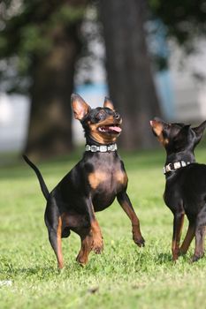 Funny pincher dog standing up on his rear legs in the park