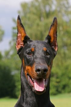 Dobermann dogs portrate on green background