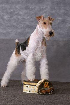 Wired fox terrier dog staing on a gift boxes