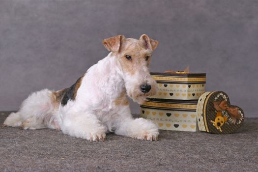 Wired fox terrier dog staing on a gift boxes