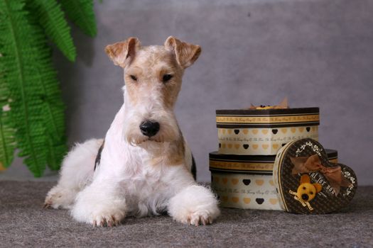 Wired fox terrier dog laying above a gift boxes