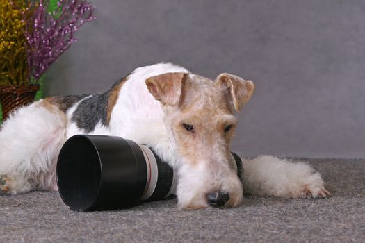 Wired fox terrier dog laying above a big lens