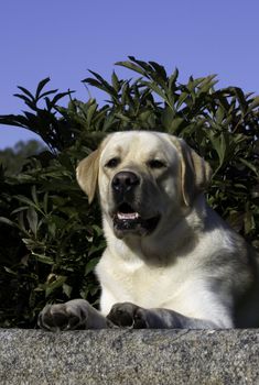 White labrador dog lying on a marbl plate