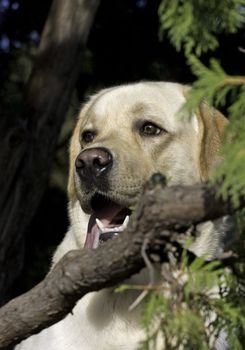 White dog face in forest