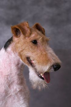 Wired fox terrier dog portrate on a grey background