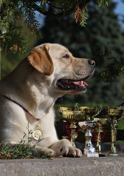 White labrador dog lying with golden cups