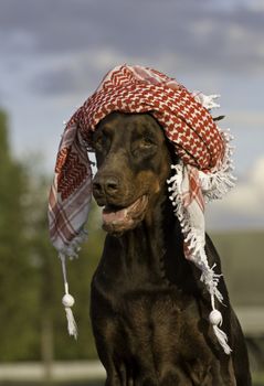 Dobermann dog in red kufiya