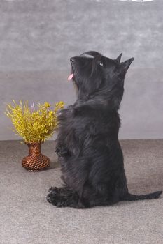 Scottish terrier